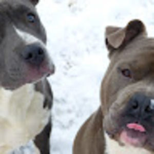 Meet your Posher, Rose